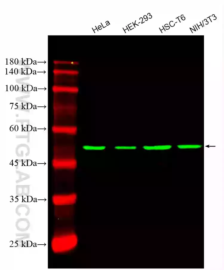 Beta Tubulin antibody CL488 66240 Proteintech