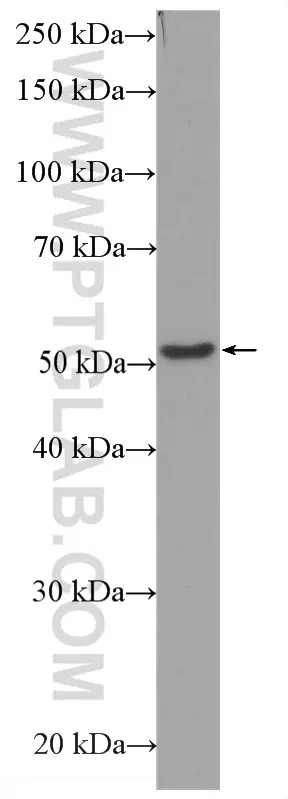 Beta Tubulin antibody HRP 66240 Proteintech