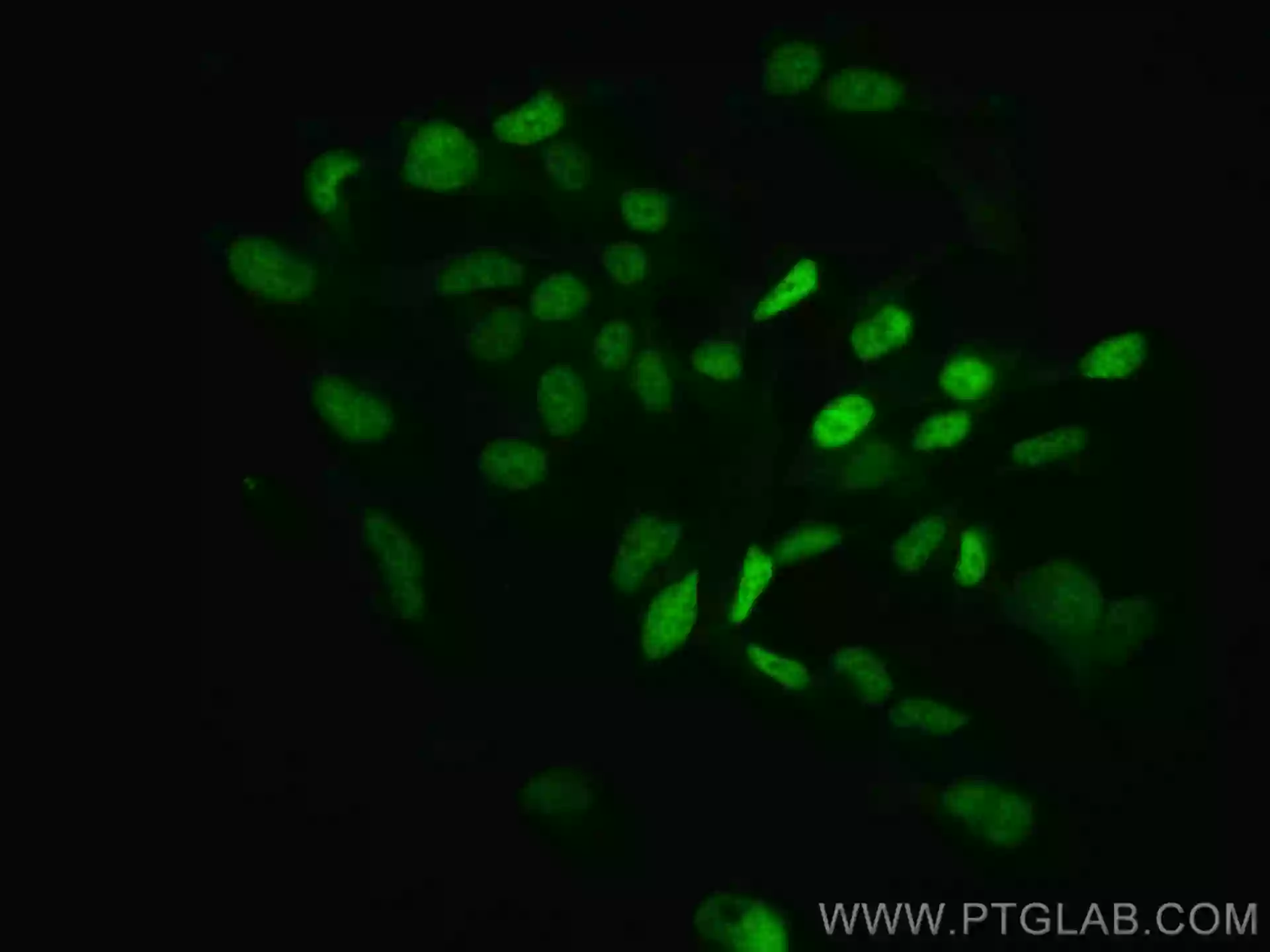 c MYC antibody CL488 10828 Proteintech