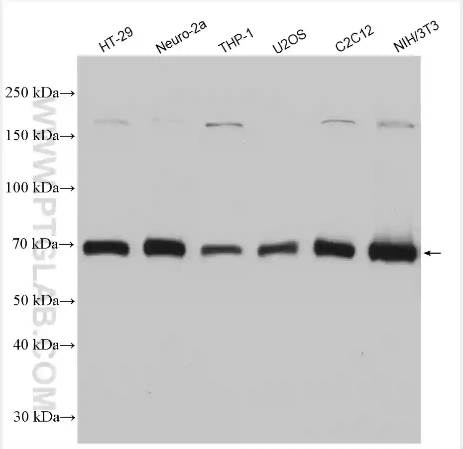 cGAS antibody (29958-1-AP) | Proteintech