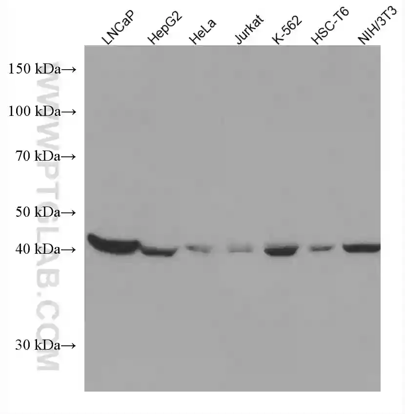 citrate synthase antibody (67784-1-Ig) | Proteintech