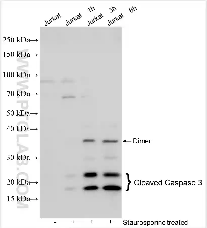 Cleaved Caspase 3 antibody 25128 1 AP Proteintech