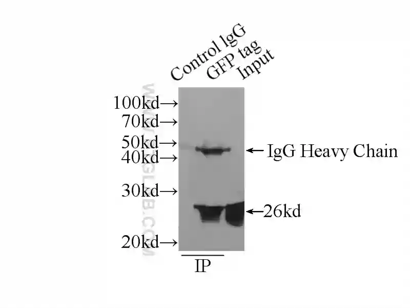 GFP tag antibody (66002-1-Ig) | Proteintech