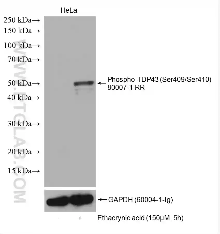 Non-treated and ethacrnic acid treated HeLa cells were subjected to SDS PAGE followed by western blot with 80007-1-RR (Phospho-TDP43 (Ser409/410) antibody)
