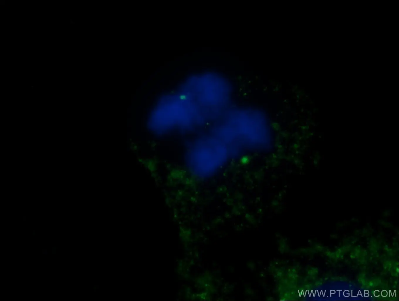 Gamma Tubulin antibody (26195-1-AP) | Proteintech