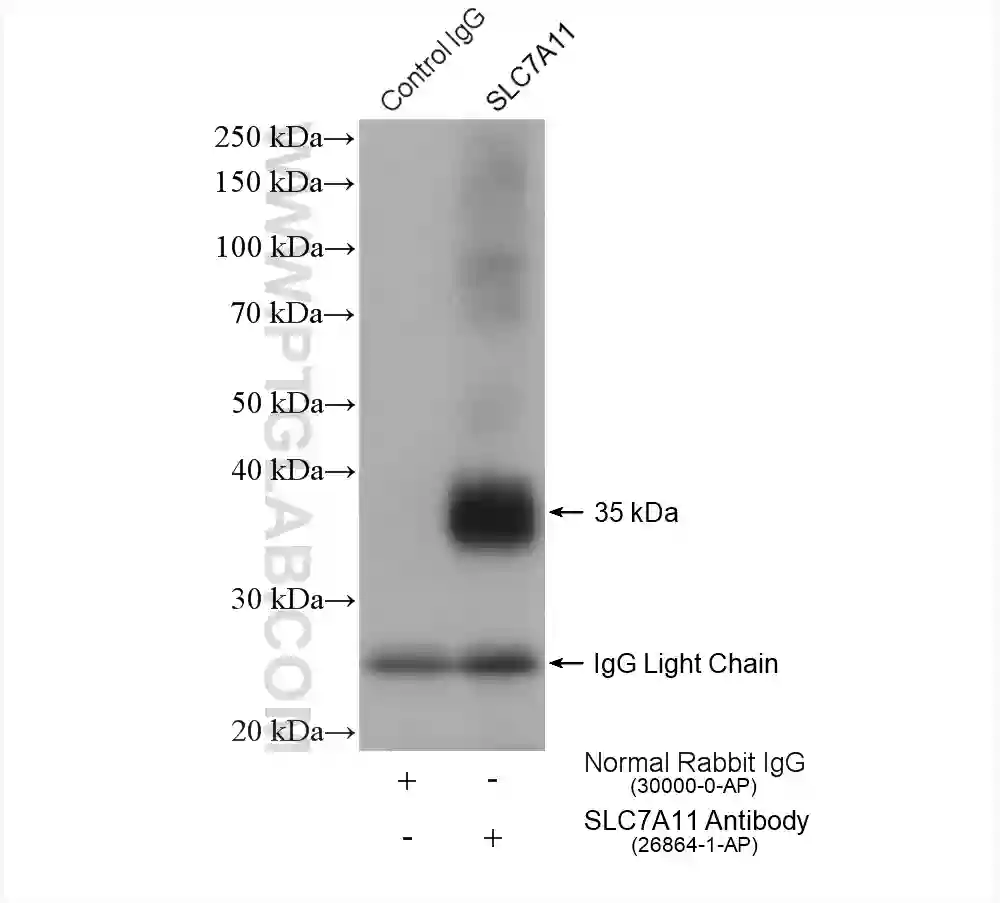 SLC7A11/xCT antibody (26864-1-AP) | Proteintech