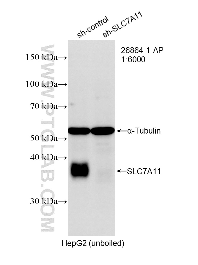 Western Blot (WB) analysis of HepG2 cells using SLC7A11/xCT Polyclonal antibody (26864-1-AP)