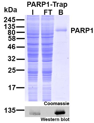 Immunoprecipitation of PARP1 with PARP1-Trap.I: Input, FT: Flow-through, B: Bound.